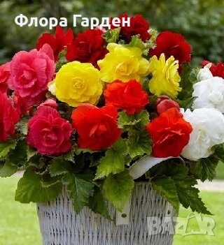 БЕГОНИЯ - Грудки, снимка 3 - Сортови семена и луковици - 49235759