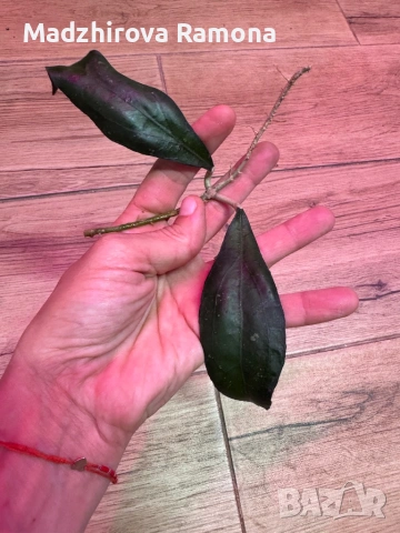 Hoya Хоя Clemensiorum Epc 446, снимка 3 - Стайни растения - 54920376