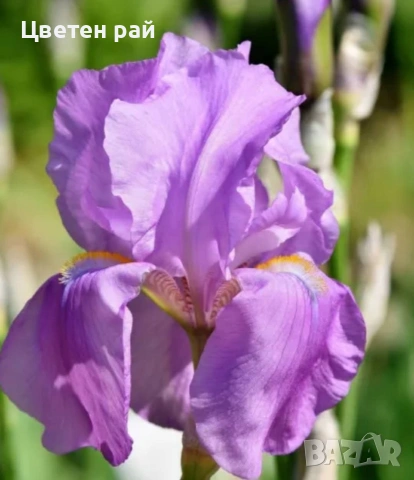 Ризоми на ириси 2€брой цвят на късмет от показаните , снимка 3 - Градински цветя и растения - 54198963