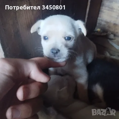 Мини пинчери мъжки бели, снимка 3 - Пинчер - 55673178