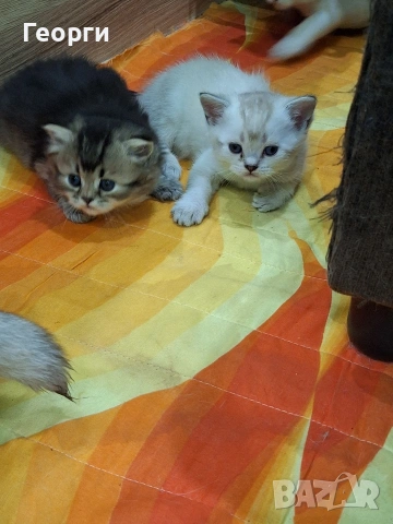 Британски късокосмести, снимка 18 - Британска късокосместа - 54100765