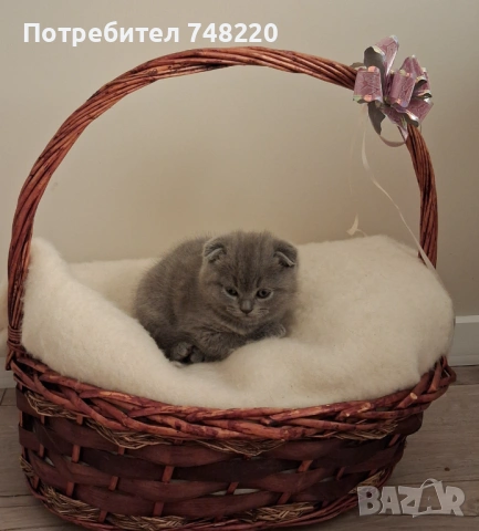 Шотландски клепоухи котета, снимка 12 - Други - 54306641