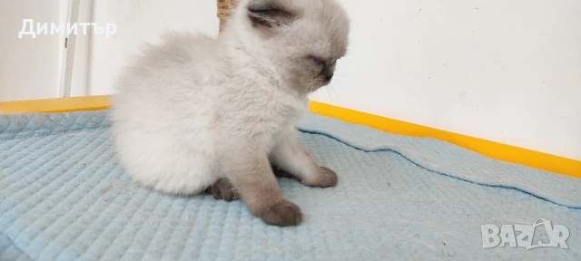 Шотландски котета, снимка 9 - Британска късокосместа - 54252517