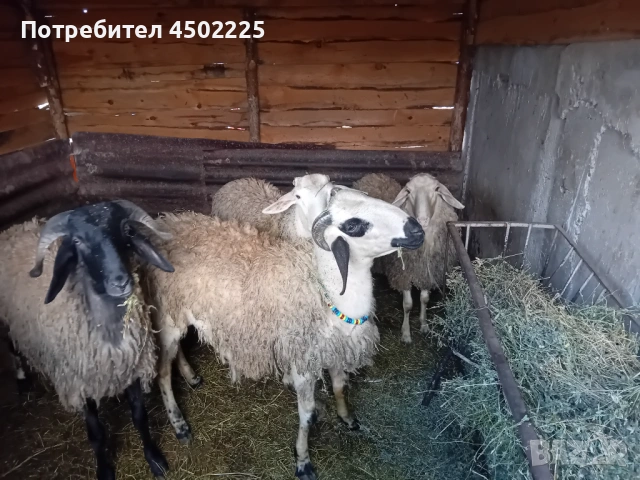 Овен Коч, снимка 4 - Овце - 54610194