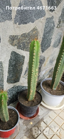 Trichocereus Peruvianus / San Pedro / Кактус, снимка 3 - Градински цветя и растения - 54205725