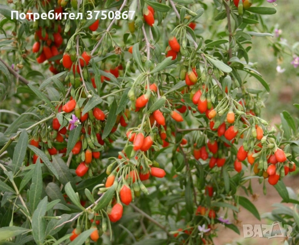 ❤️🌿🧡 ГОДЖИ БЕРИ (Lycium barbarum), снимка 5 - Градински цветя и растения - 54733426