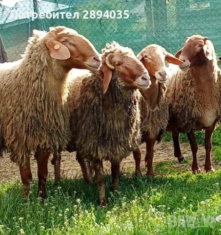 свободни овце и кочове 