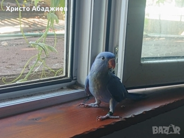 ръчни неразделки и малки александри, снимка 8 - Папагали - 50866658