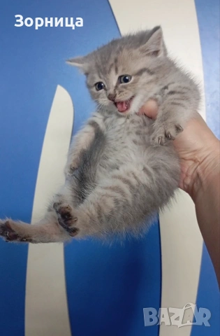 Британско коте, снимка 18 - Британска късокосместа - 54330863