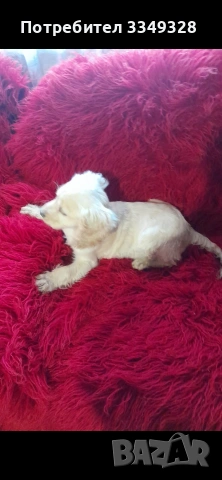 кокер шпаньоли, снимка 2 - Кокер шпаньол - 54056836