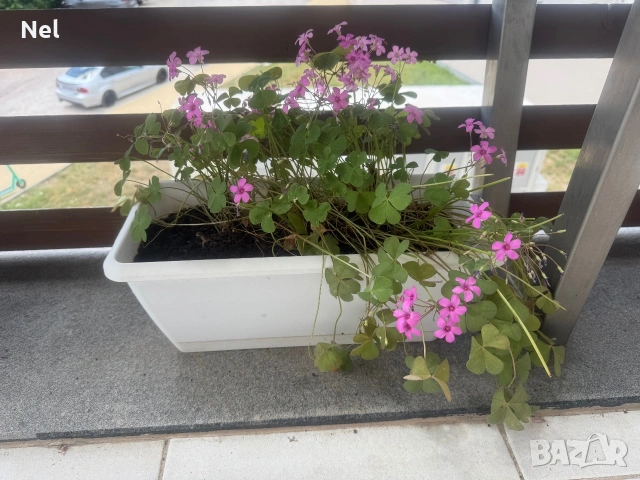 Цветя различни видове 2€-10€, снимка 5 - Стайни растения - 54181625