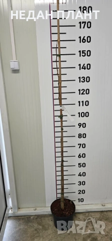 Албиция Шоко, снимка 2 - Градински цветя и растения - 53966246