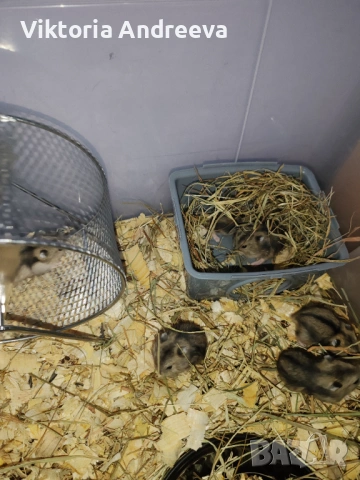Продавам Хамстерчета, снимка 6 - Хамстери - 54347733