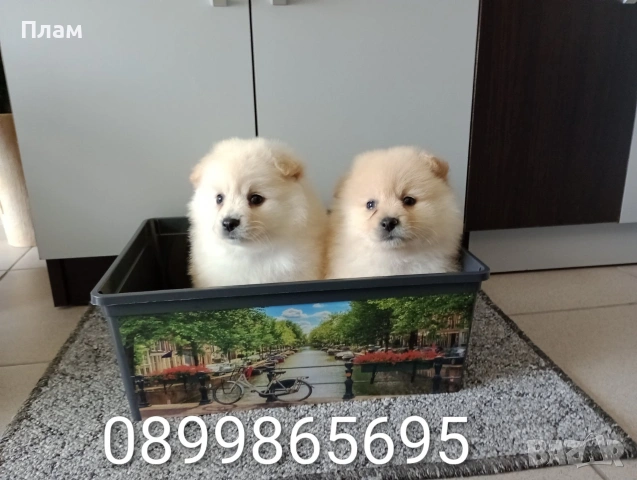 Померанчета.Мъжки и женски., снимка 4 - Померан - 54567244
