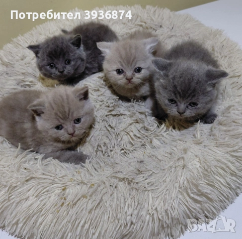 чистокръвни британчета , снимка 2 - Британска късокосместа - 54679698