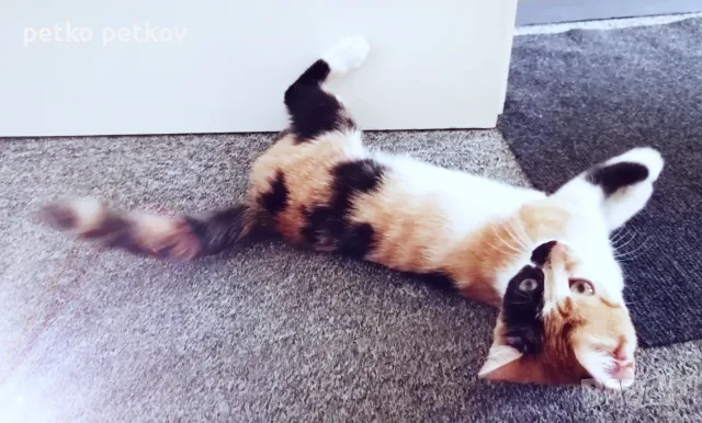 Подарявам малко котенце/ Kleine Katze zu verschenken, снимка 8 - Други - 55603213