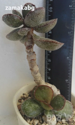 Адромисхус (Adromischus maculatus)