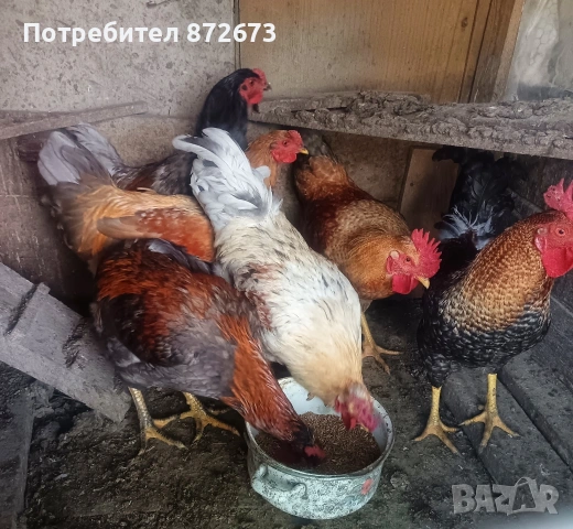 Млади домашни петли , снимка 2 - Кокошки и пуйки - 54881691