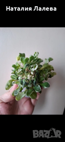 Мини сентполия, wesley's little monster, снимка 4 - Стайни растения - 54052030