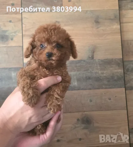 Много дребни червени Той пудели. , снимка 4 - Пудели - 55610329