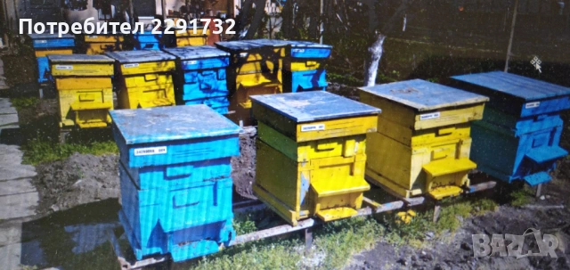 Продавам пчелни рояци, на рамки/пити Дадан Блат, с. Николово, обл. Монтана