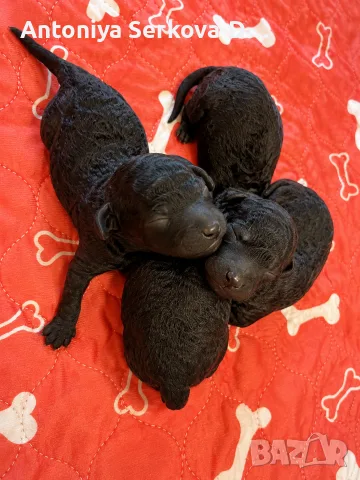 Poodle toy/Пудел Той, снимка 2 - Пудели - 55522597
