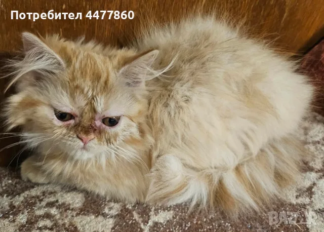 Персийски котенца , снимка 2 - Персийска - 55637813