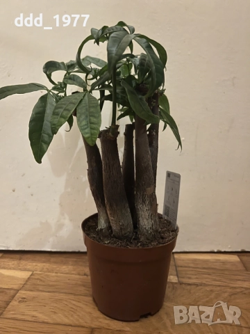 Бонзай Пахира дървото на парите, снимка 4 - Стайни растения - 55649406