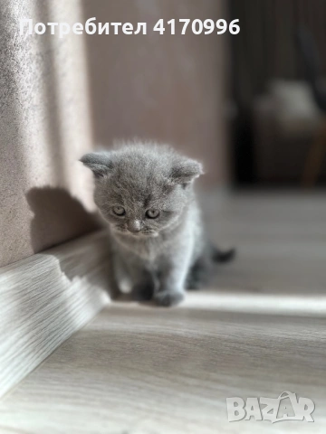 Шотландски клепухи , снимка 6 - Британска късокосместа - 54708463