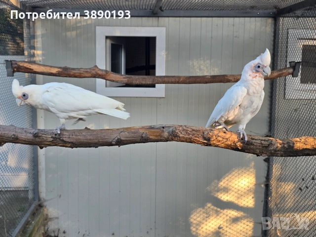 Двойка гоалик какаду, снимка 4 - Папагали - 55148864