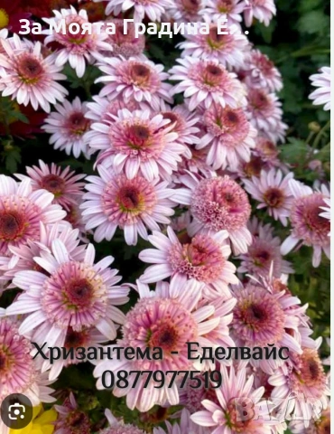 Хризантема разсад за юни месец!!, снимка 18 - Разсади - 54032482