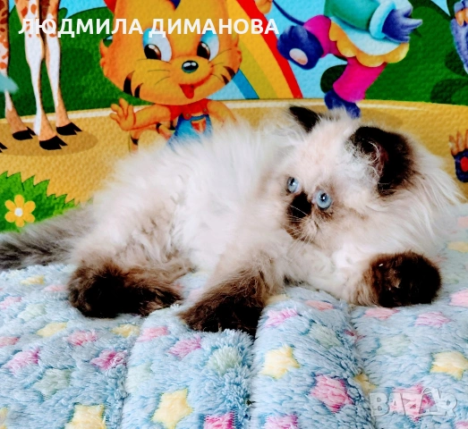 Хималайско момиче , снимка 6 - Персийска - 55159626