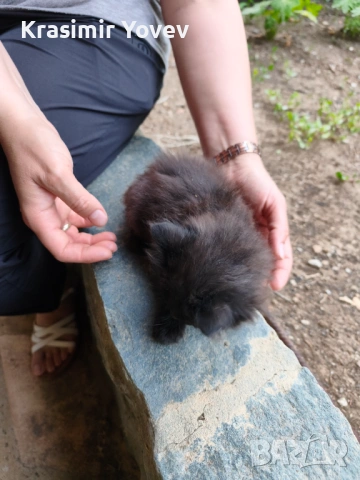 Коте женско, снимка 7 - Други - 54839155