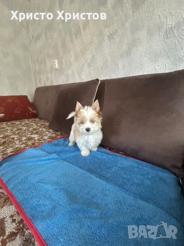 Бяло златно йорки