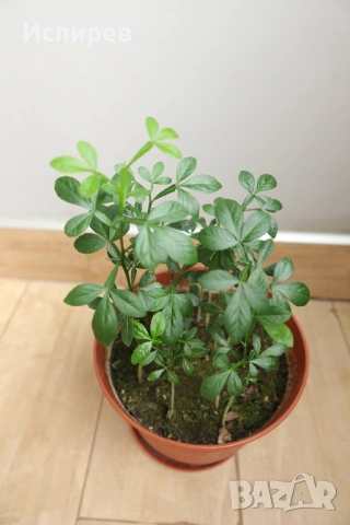 Трилистен лимон, Poncirus trifoliata, 1-год. фиданки, 9 бр. в общ съд, снимка 2 - Градински цветя и растения - 54916779
