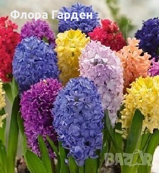 Луковици ЗЮМБЮЛ - Предварителни поръчки