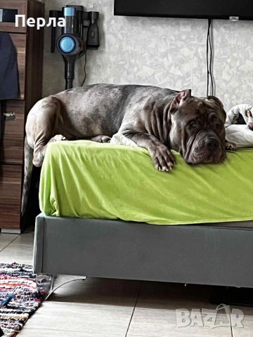 Американско Були ХЛ за разплод, снимка 17 - Други - 48276659