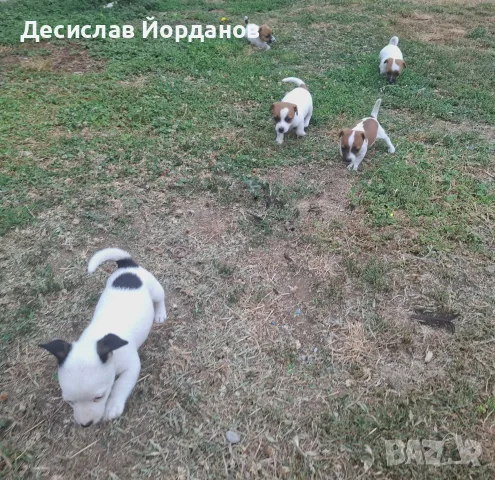 Джак Ръсел Териер 