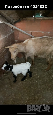 Продава се коза с яре