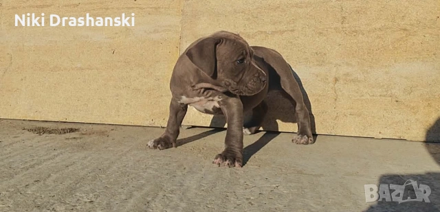 Pit bull питбулчета бул нос, снимка 5 - Питбул - 55218506