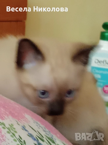 Мъжко сиамско коте , снимка 4 - Сиамска - 54191599