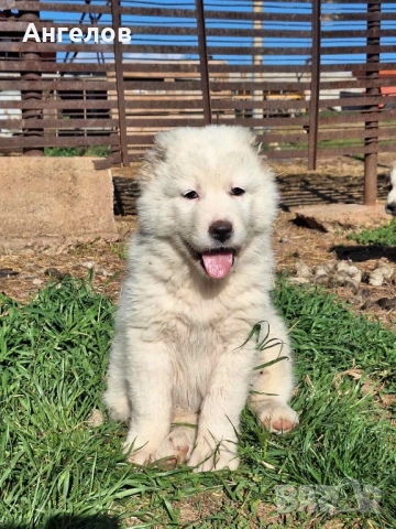 Алабай(средноазиатска овчарка), снимка 2 - Алабай - 54259646