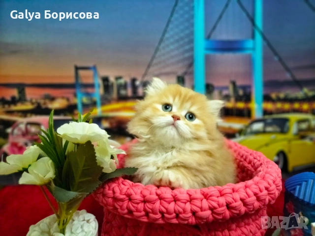 Британски биколори , снимка 6 - Британска късокосместа - 54162093