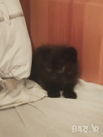 Подарявам малко черно котенце