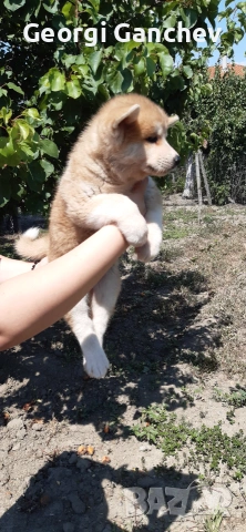 Продавам кученца акита ину , снимка 2 - Акита ину - 54727206