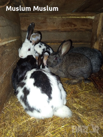 Zaici , снимка 8 - Други - 54212482