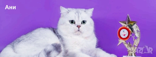 МНОГО,МНОГО СЛАДКИ БЕБЧЕТА, снимка 10 - Британска късокосместа - 54194297