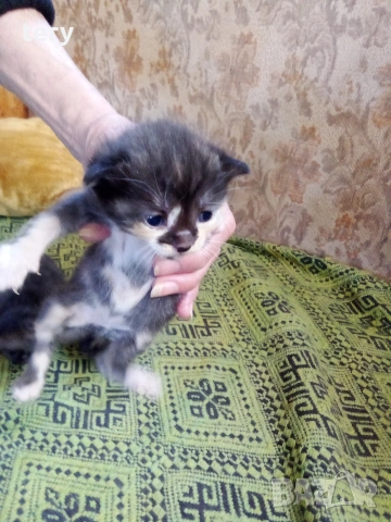 Продавам полуперсичета Варна 