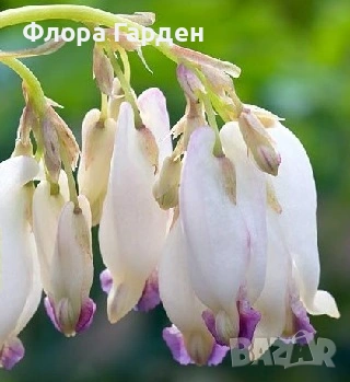 МНОГОГОДИШНИ ЦВЕТЯ, снимка 14 - Градински цветя и растения - 54703380