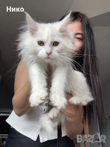 Мейн кун котенца / Мейн куун котенца / Maine coon kittens, снимка 4 - Мейн кун - 50068719